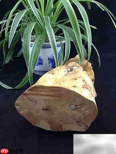 太行崖柏为何称尊