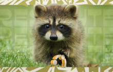 Ubuntu 26.04 LTS 发布日程公布，代号“Resolute Raccoon”