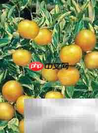 温柏美味秘诀大揭秘