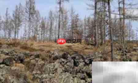 高山柏移栽技巧