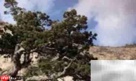 高山柏移栽技巧