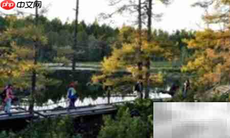 高山柏移栽技巧