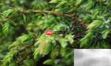 高山柏移栽技巧