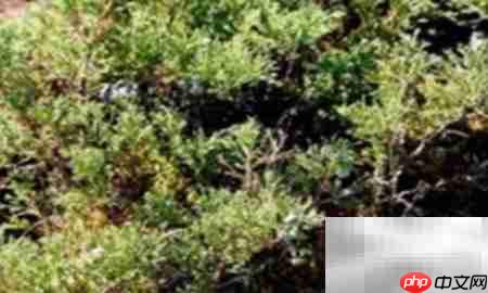 高山柏移栽技巧