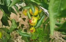 冬枣是冬天才能吃到的枣吗