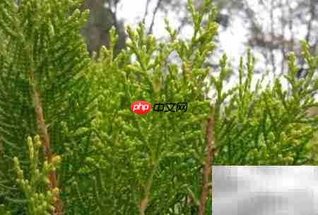 真柏盆栽养护技巧