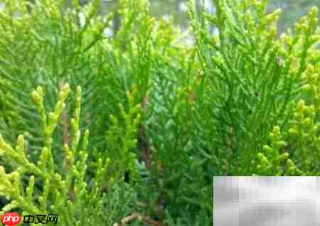 真柏盆栽养护技巧