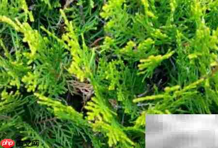 真柏盆栽养护技巧