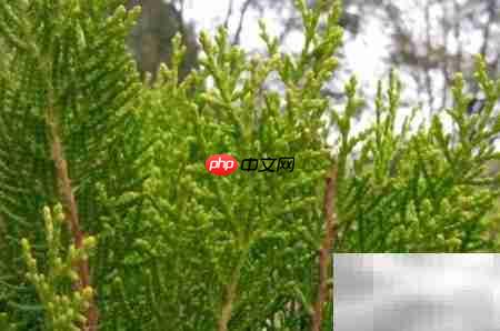 真柏盆栽养护技巧