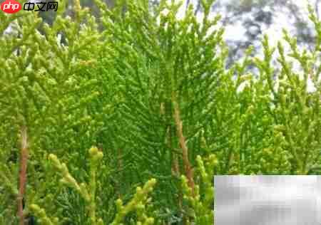 真柏盆栽养护技巧