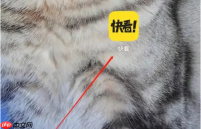 《快看漫画》看视频方法