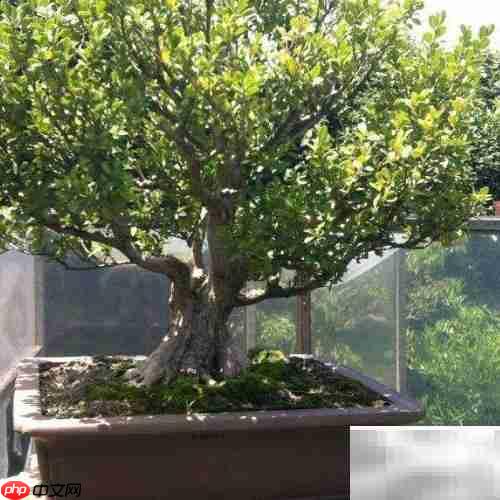 黄杨常见病虫害防治方法