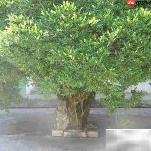 黄杨常见病虫害防治方法