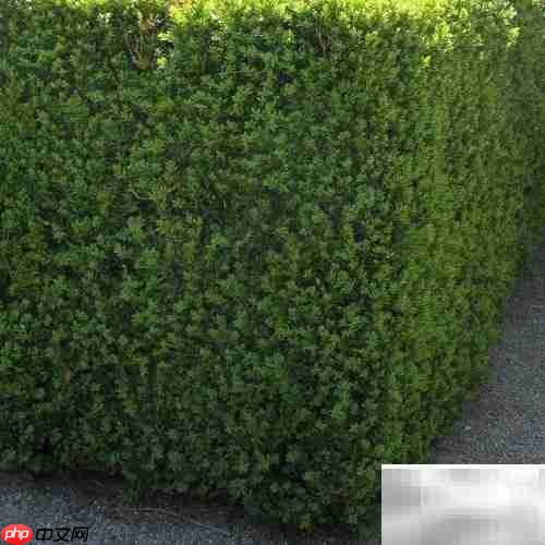 黄杨常见病虫害防治方法