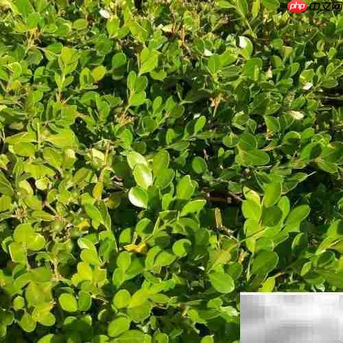 黄杨常见病虫害防治方法