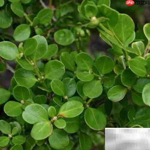 黄杨常见病虫害防治方法