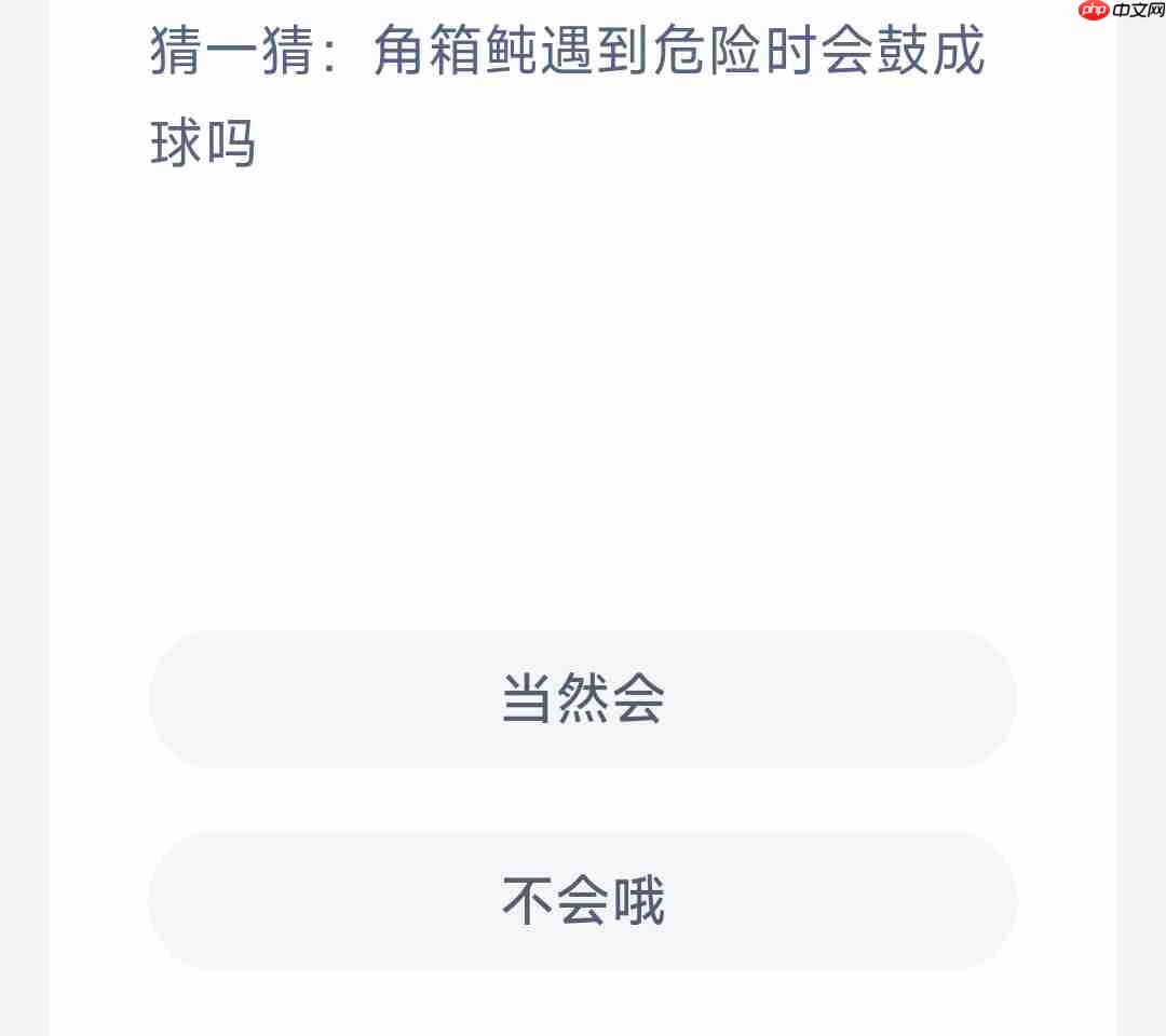 猜一猜角箱飩遇到危险时会鼓成球吗