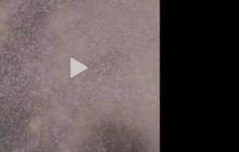 微博集福牛日历提醒订阅指南