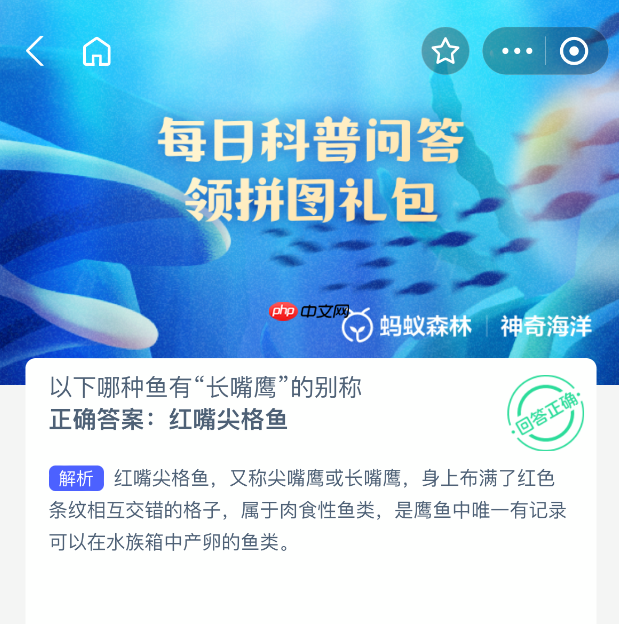 以下哪种鱼有长嘴鹰的别称