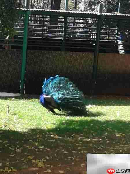 昆明动物园游记