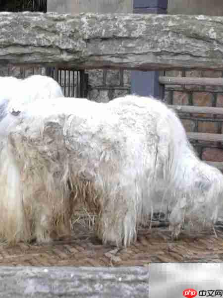 昆明动物园游记