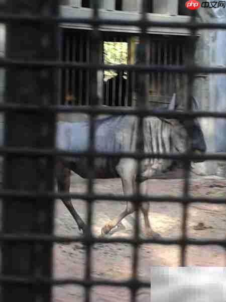 昆明动物园游记