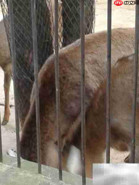 昆明动物园游记