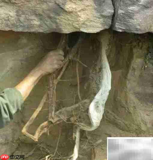 崖柏采集全记录