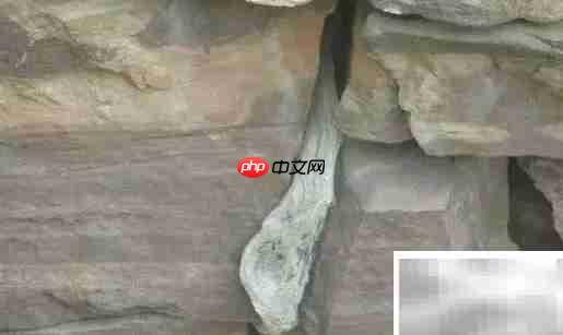 崖柏采集全记录