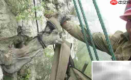 崖柏采集全记录