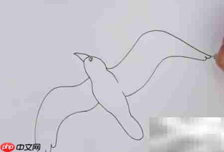 海鸥简笔画教程