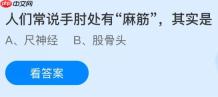 人们常说手肘处有“麻筋”其实是什么？蚂蚁庄园今日答案最新11.26