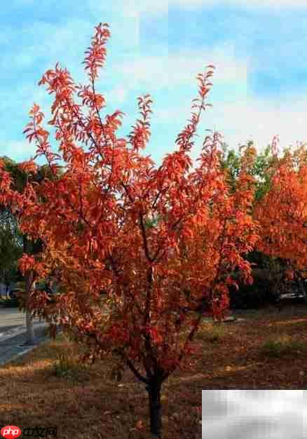 五角枫树形整理技巧