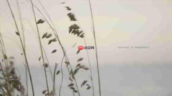 探索泰勒·斯威夫特《August》的深层含义:歌词解析与情感分析