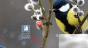 WPS制作远程教学满意度调查