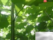 杨树苗栽培与速生种植技术