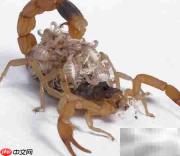 逮蝎子技巧全攻略