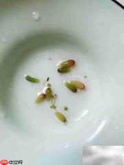虹之玉繁殖方法详解