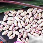 奶花芸豆出口指南