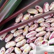 奶花芸豆出口指南