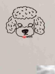 摄影棚中的泰迪犬插画
