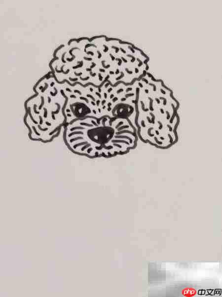摄影棚中的泰迪犬插画