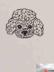 摄影棚中的泰迪犬插画