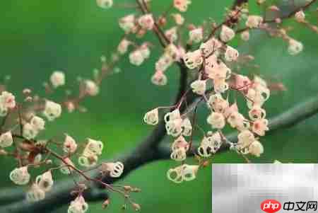 苹婆之美:自然与文化的交融