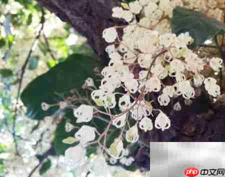 苹婆之美:自然与文化的交融
