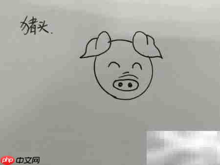 猪头简笔画:笨蛋猪头简单画法