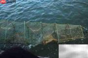 用地笼捕鱼全攻略