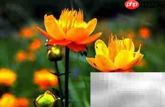 金莲花常年开花秘诀