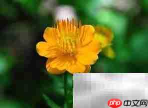 金莲花常年开花秘诀