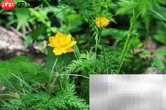 金莲花常年开花秘诀